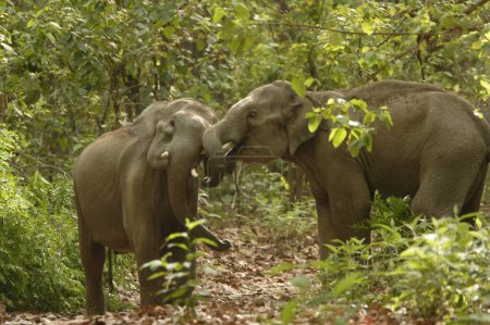 Elefantes asiáticos colmillo Elephas maximus sparring, Corbett Tiger Reserve, Uttaranchal, India