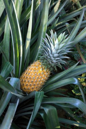 Photo for Fruits , pineapple ananas comosus plantation , Thekkady in Idukki , Kerala , India - Royalty Free Image