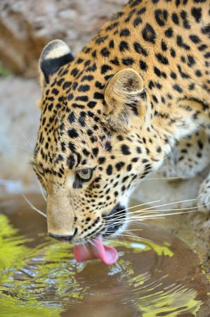 Foto de Leopard panthera pardus drinking water , Ranthambore tiger reserve , Rajasthan , India - Imagen libre de derechos