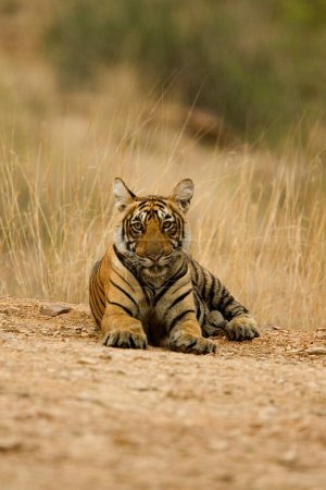 Photo for Tiger Panthera Tigris Bengal tiger in Ranthambore Tiger reserve national park , Rajasthan , India - Royalty Free Image
