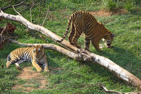 Téléchargez les photos : Tigers du Bengale Panthera tigris dans le zoo de Guwahati, Assam, Inde - en image libre de droit