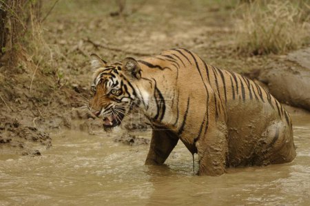 Snarling Young Tiger Panthera tigris sitzt in schlammigen Teich, Ranthambore National Park, Rajasthan, Indien