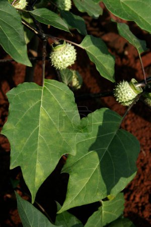 Photo for Ayurvedic medicinal plant Scientific name datura fastuosa l, Botanical name solanaceae - Royalty Free Image