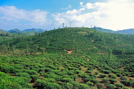 Photo for Tea plantation camellia sinensis , Thekkady in Idukki , Kerala , India - Royalty Free Image