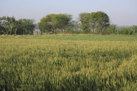 Téléchargez les photos : Blé cultivé dans les champs, Agra, Uttar Pradesh, Inde - en image libre de droit