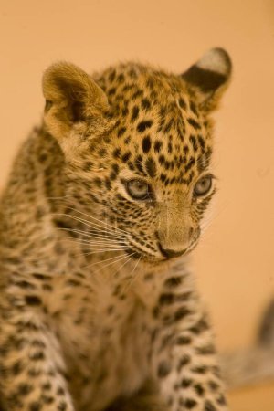 Foto de Bebé gato grande o cachorro leopardo joven Panthera pardus, Parque Nacional Ranthambore, Rajastán, India - Imagen libre de derechos