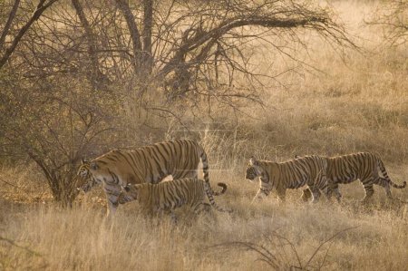 Téléchargez les photos : Tigresse avec oursons Panthera Tigris Tigre du Bengale dans les prairies sèches du parc national de la réserve de Tigre de Ranthambore, Rajasthan, Inde - en image libre de droit
