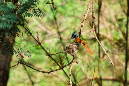 paradise flycatcher bird builing nest at bandhavgarh national park madhya pradesh India
