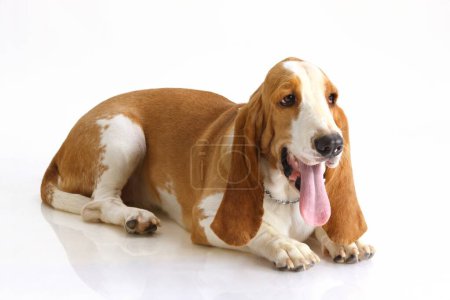 Photo for Dog Basset Hound female posing on white background - Royalty Free Image