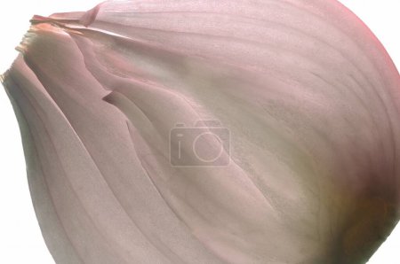 Foto de Bulbo comestible vegetal, cebolla o piaaz Allium Cepa sobre fondo blanco - Imagen libre de derechos