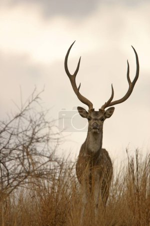 Male Chital or Spotted Deer Axis , Ranthambore National Park , Rajasthan , India
