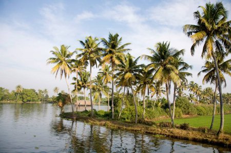 Téléchargez les photos : Cocotiers près de Backwaters, Alleppey, Kerala, Inde - en image libre de droit