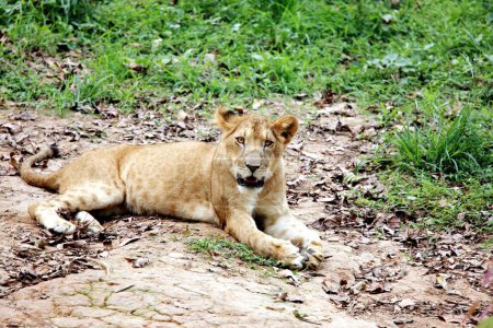 Foto de Leona Panthera Leo descansando en el zoológico de Guwahati, Assam, India - Imagen libre de derechos
