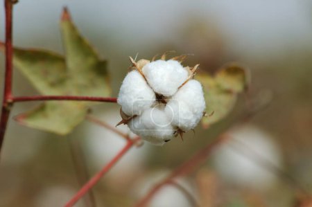Campo de algodón, estallido de boll de algodón Gossypium herbaceum listo para la cosecha, Gujarat, India