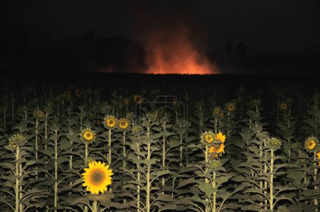 Sonnenblumenfeld mit Rauch im Hintergrund, Pune und Satara, Maharashtra, Indien
