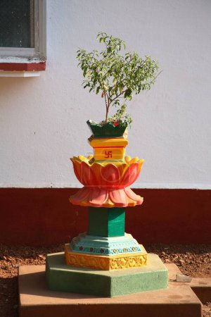 Téléchargez les photos : Tulsi Vrindavan devant la maison, plante médicinale, basilic sacré, nom latin Ocimum sanctum, Inde - en image libre de droit