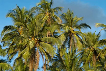 Photo for Coconut trees at Palolem beach , Goa , India - Royalty Free Image