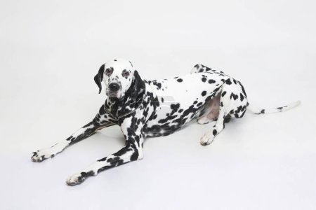 Photo for Dog Dalmatian male black spotting white body posing on white background - Royalty Free Image