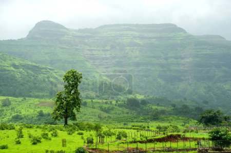 Photo for Landscape in monsoon at Panvel , district Raigadh , Maharashtra , India - Royalty Free Image