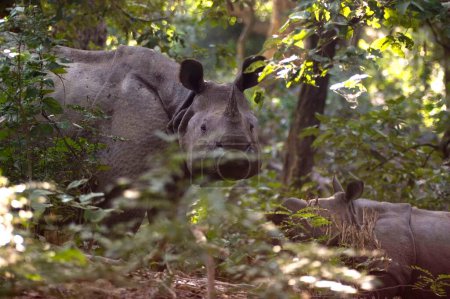 Foto de Un rinoceronte indio con cuernos y ternera Rhinoceros unicornis en el Parque Nacional Dudhwa, Uttar Pradesh, India - Imagen libre de derechos