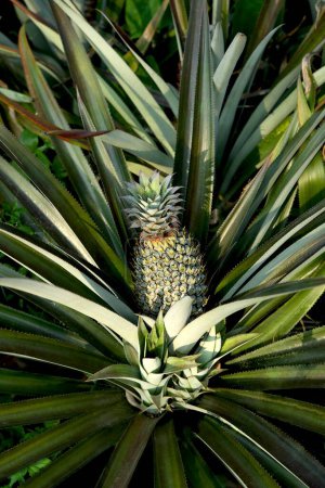 Photo for Fruits , pineapple ananas comosus plantation , Thekkady in Idukki , Kerala , India - Royalty Free Image