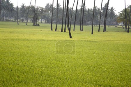 Téléchargez les photos : De vastes plants de riz dans la rizière avec des palmiers dans le village, Tamil Nadu, Inde - en image libre de droit