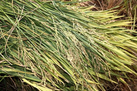 Grain , rice crop harvested in paddy field , Tamil Nadu , India