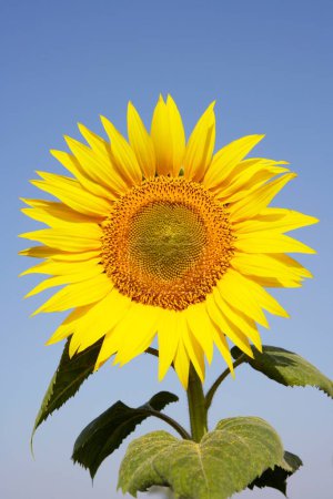 Photo for Close ups of Sunflower growing in field , Karnataka , India - Royalty Free Image