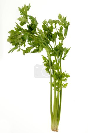Photo for Spices, Coriander leaves on white background - Royalty Free Image