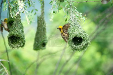 Photo for Baya weaver nest indian birds wild life india - Royalty Free Image