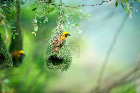 baya weaver nest indian birds wild life india