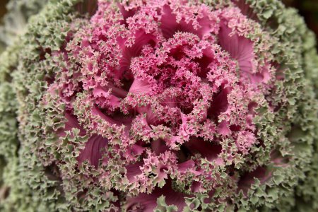 Flowering Kale or ornamental Cabbage Latin name Brassica oleracea species