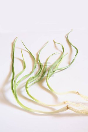 Photo for Indian spice , fresh green Garlic leaves with root Lahsun Allium sativum on white background - Royalty Free Image