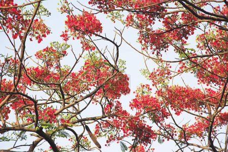 Téléchargez les photos : Feuilles vertes et fleur rouge de gul mohur tree delonix regia, Grant Road, Bombay Mumbai, Maharashtra, Inde - en image libre de droit