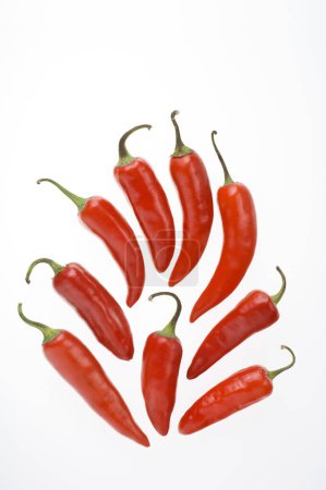 Indische Gewürze, neun rote Chilly oder Chilischoten Paprika annuum auf weißem Hintergrund