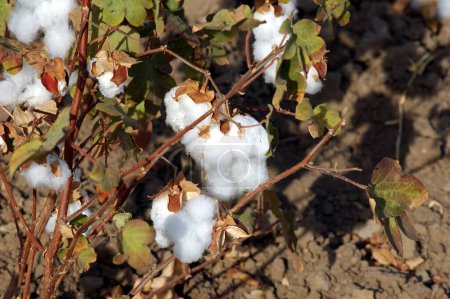 Foto de Campo de algodón, estallido de boll de algodón Gossypium herbaceum listo para la cosecha, Gujarat, India - Imagen libre de derechos