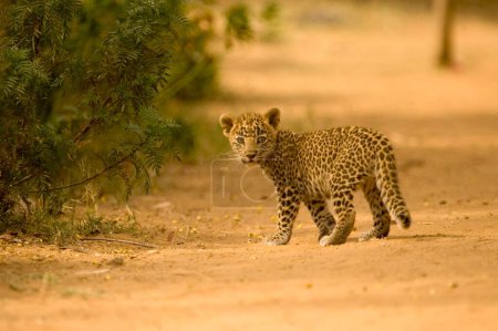 Bebé gato grande o cachorro leopardo joven Panthera pardus, Parque Nacional Ranthambore, Rajastán, India