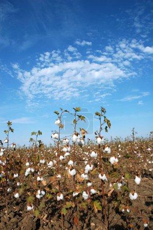 Téléchargez les photos : Champ de coton, rafale de coton Gossypium herbaceum prêt pour la récolte, Gujarat, Inde - en image libre de droit