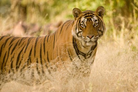 Photo for Tiger Panthera tigris , Ranthambore tiger reserve , Rajasthan , India - Royalty Free Image