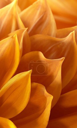 Pétalos abstractos flor de naranja, Agua del lago Chandratal, Himachal Pradesh, India