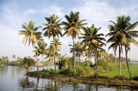 Coconut trees near at Backwaters , Alleppey , Kerala , India