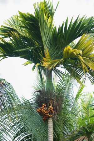 Bunch of betel nut areca catechu on betel palm , Thekkady in Idukki , Kerala , India
