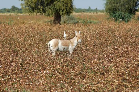 Foto de Bird on back of Wild Ass Equus Hemionus Pallas in cotton field , Gujarat , India - Imagen libre de derechos
