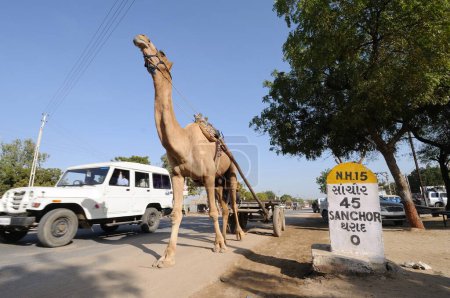 Foto de Carro de camello en el camino de la aldea en Gujarat India - Imagen libre de derechos