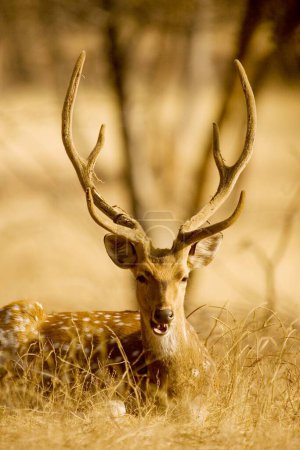 Photo for Chital or Spotted Deer Axis in Ranthambore National Park , Rajasthan , India - Royalty Free Image