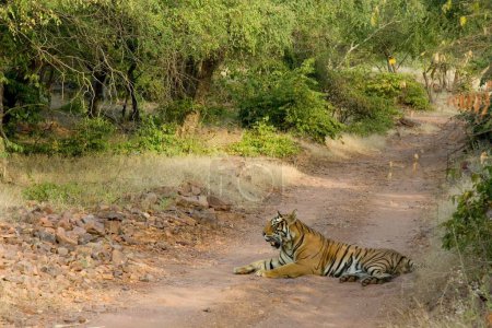 Foto de Tiger Panthera tigris resting , Ranthambore tiger reserve , Rajasthan , India - Imagen libre de derechos