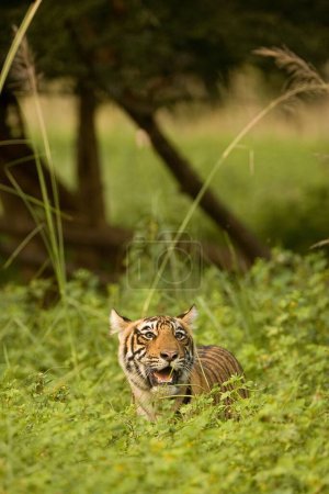 Photo for Tiger Panthera tigris , Ranthambore tiger reserve , Rajasthan , India - Royalty Free Image