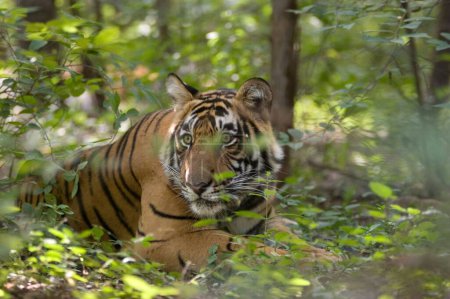 Tiger Panthera tigris hiding , Ranthambore tiger reserve , Rajasthan , India