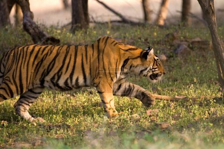 Tiger Panthera tigris searching pray , Ranthambore tiger reserve , Rajasthan , India