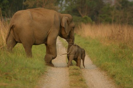 Elefante asiático Elephas maximus, madre con ternera joven, Corbett Tiger Reserve, Uttaranchal, India